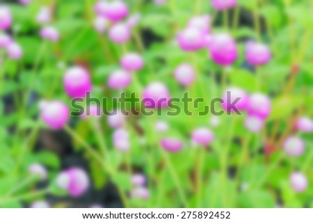 Defocused purple flowers for background