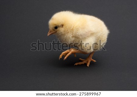 Cute yellow chick goes. isolated on black background