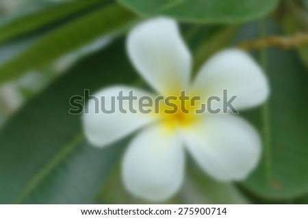 Beautiful natural Plumeria flower - de-focused picture style