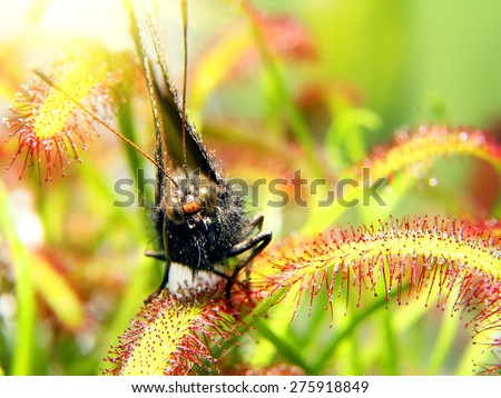 moth on sundew ( drosera ) close up. macro picture
