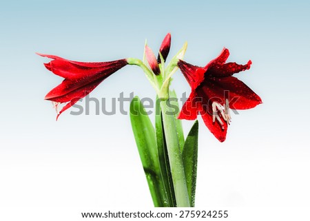 Amaryllis Flower in blue and white Background