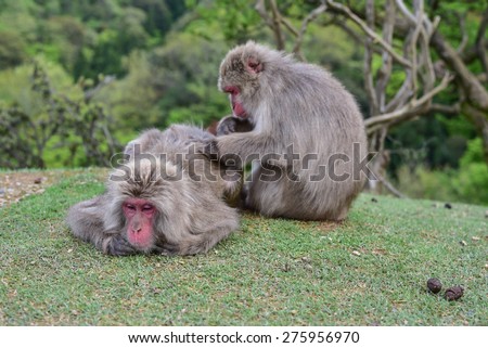 Two wild red macaca fuscata delousing in the forest