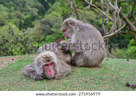 Two wild red macaca fuscata delousing in the forest
