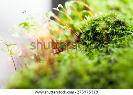 Abstract, colorful composition with moss flowers in spring