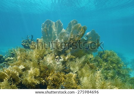 Underwater scenery in a coral reef with sea fan and sea plume gorgonian octocoral, Caribbean sea