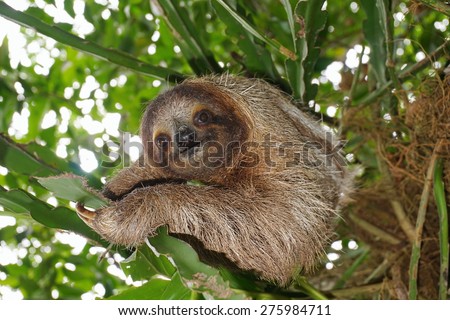 Three-toed sloth looking at camera in the jungle, wild animal, Costa Rica, Central America