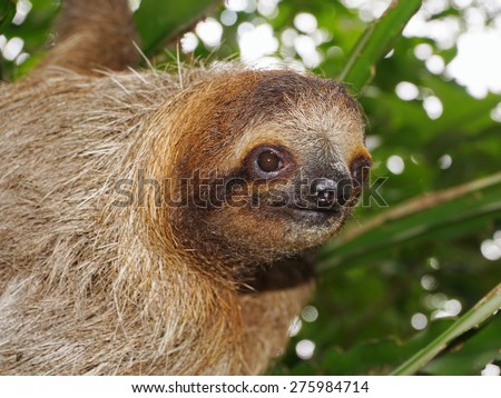 Head of young three-toed sloth looking at camera in the jungle of Costa Rica, wild animal, Central America