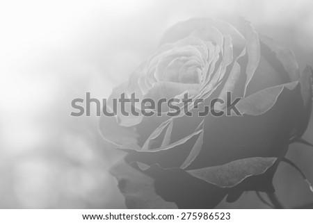 rose - black and white natural flower gray background