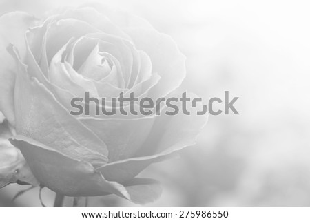 rose - black and white natural flower gray backdrop ( made blurred for background )