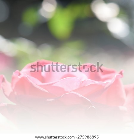 flowers in soft color made blur style for background