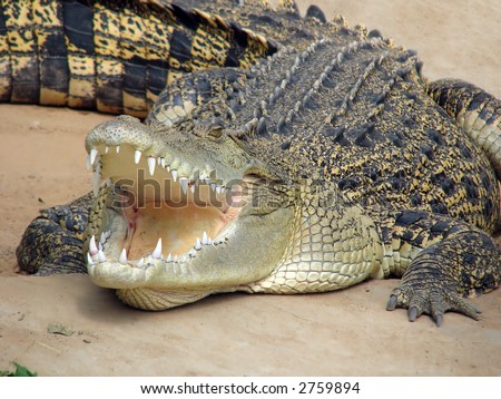 salt water crocodile Royalty-Free Stock Photo #2759894
