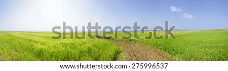 Panorama Landscape of green barley field and horizon with trail in Gapado Island of Jeju Island in Korea.