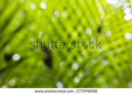 Natural green blurred background. coconut leaf blur