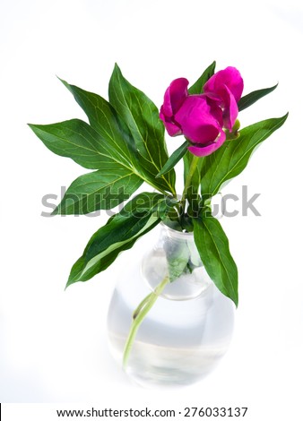 Red peony in a glass vase on a white background