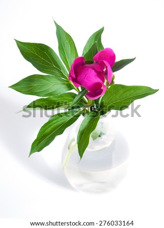 red peony flowers in a vase