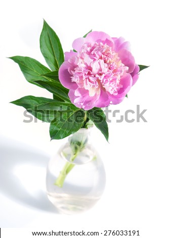 Rare type of peony on a white background