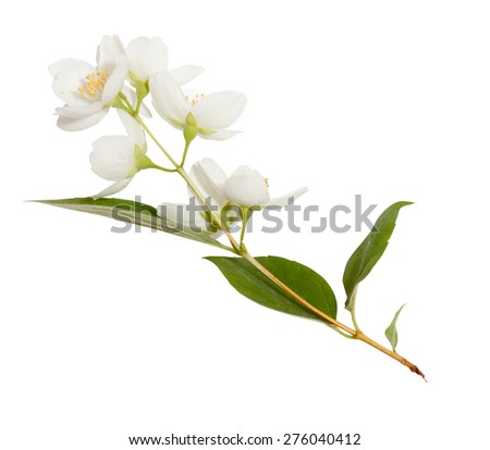 Fresh Jasmine spring branch isolated on white Royalty-Free Stock Photo #276040412