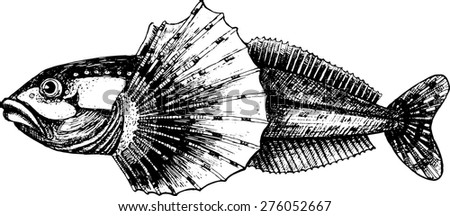 Vector fish. White and black.