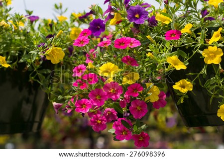 Pink, Yellow and Purple Calibrachoa (Million Bells) flowers.  Also known as Trailing Petunias. Royalty-Free Stock Photo #276098396