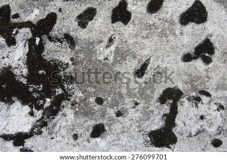  concrete surface covered with black moss, texture