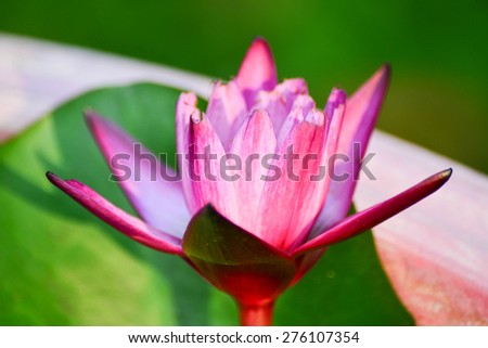 Red lotus blooming over water soft focus