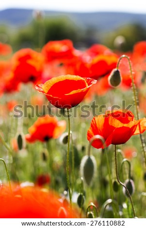 Nice field of red poppy flowers. Crimea, summer time