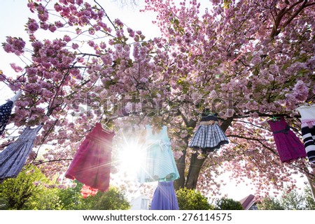 Kid's colorful dresses red blue white black colors on hangers hanging on the pink japanese cherry blossoms tree in broad daylight with highlight in the garden bottom view, horizontal picture