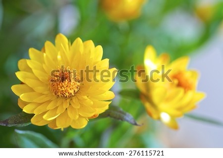 Small yellow flowers named paper flower in full bloom. 