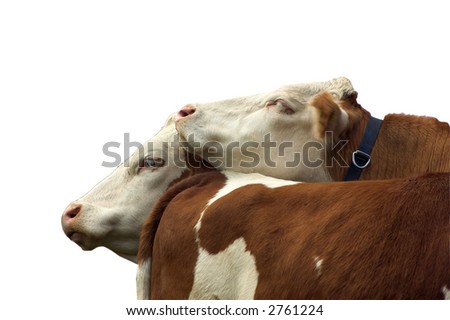 cow love