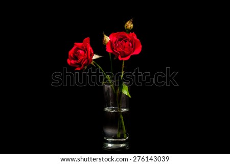 Floral background, wallpaper, greeting card image. Red roses in glass on black , with soft focus and lighting