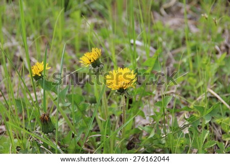 The picture of dandelion, flower in focus