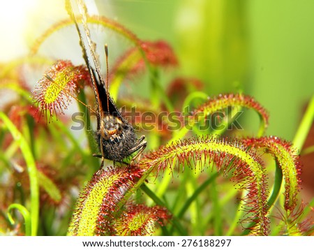 moth on sundew ( drosera ) close up. macro picture. Natural background