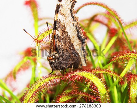 moth on sundew ( drosera ) close up. macro picture . Natural background