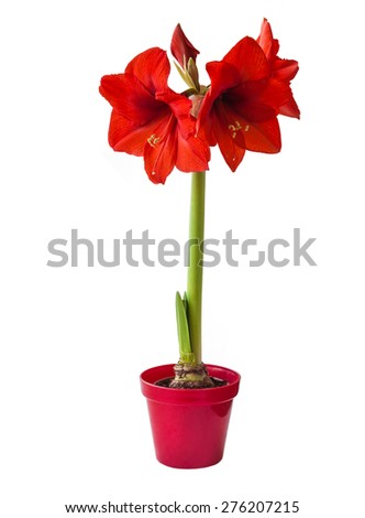 Red Hippeastrum  on a white background isolated Royalty-Free Stock Photo #276207215