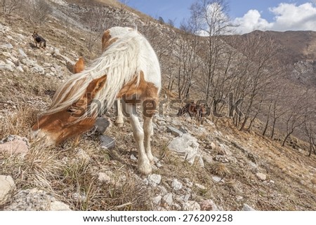 Picture of a group of horses free in the mountains.
