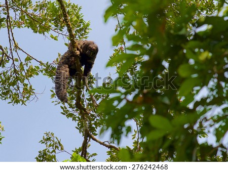 Balancing a on large branch. the Saki Monkey is looking at us.