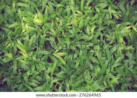 Green grass seamless texture. Seamless in only horizontal dimension vintage color