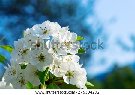 closeup of the pear blossom in spring