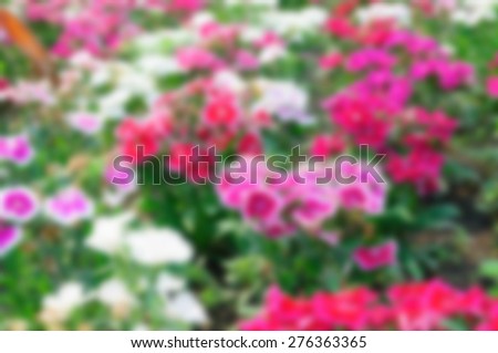 Beautiful flowers in the garden - Blurred picture style