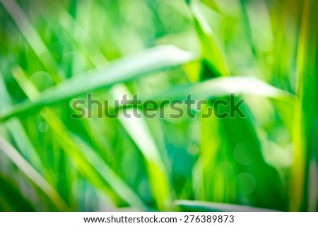 Green fresh grass bathed in sunlight. Nature in summer. Bokeh picture.