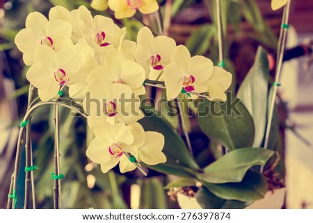 Cluster of Phalaenopsis Orchids blossom - Vintage effect style pictures