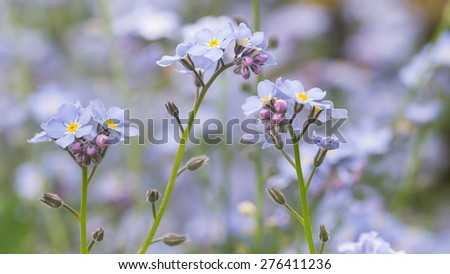 A bunch of forget me not flowers