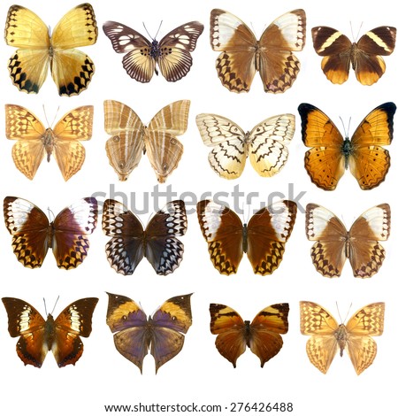 Collection of beautiful tropical butterflies isolated on white background,Set of realistic colorful tropical butterflies and insect, zoology, entomology, biology