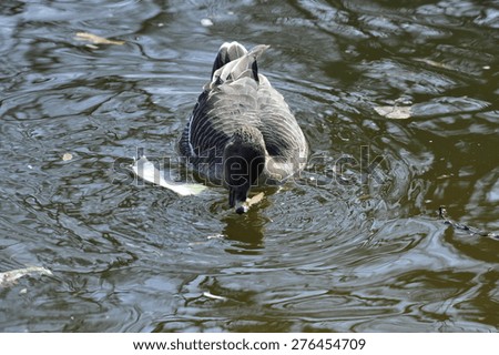 The water swimming duck