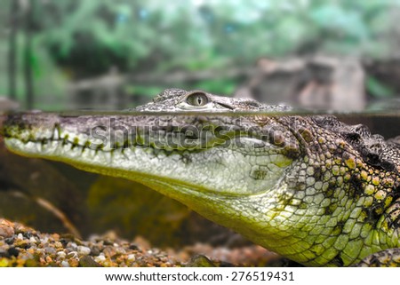 picture of a young crocodile staring out of the water