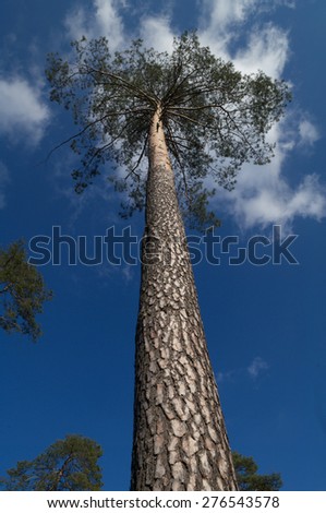 old big tree on color background with blue sky