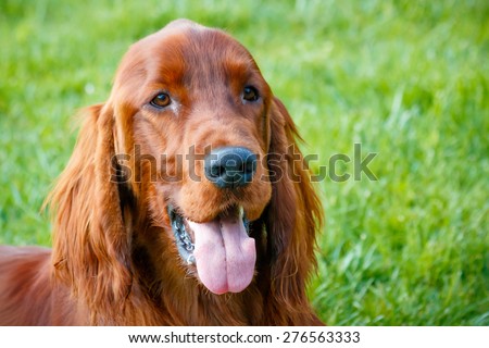 Obedient nice irish setter with staring look Royalty-Free Stock Photo #276563333