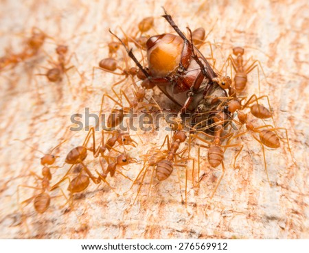 Macro of tropical red fire ants catching a prey, Thailand