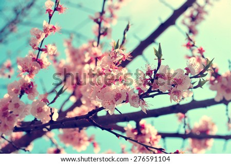 Apricot tree branch with pink retro vintage flowers. Blooming tree branch with pink flowers. Floral flowers modern nature background with branch. Vintage retro flowers background.