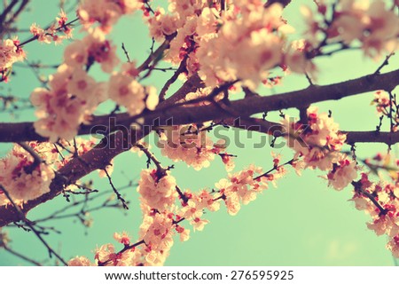 Apricot tree branch with flowers. Blooming tree branch with pink flowers. Floral flowers nature background with vintage, retro branch tree with beautiful flowers. Vintage apricot flowers background.